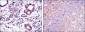 BID Antibody